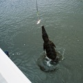 Jumping Crocodile Cruise57