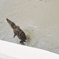 Jumping Crocodile Cruise60