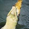 Jumping Crocodile Cruise78