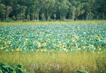 Kakadu NP019