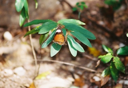 Kakadu NP059