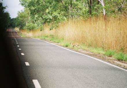 Kakadu NP138