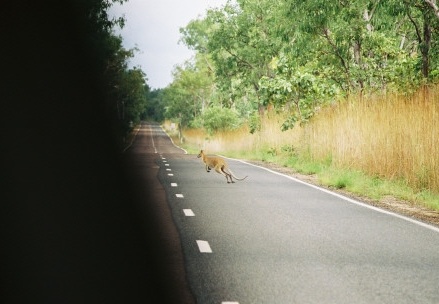 Kakadu NP139