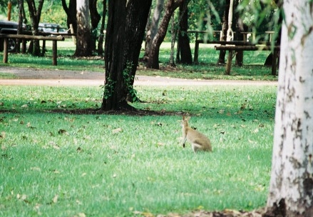 Kakadu NP141