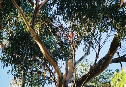 Kangaroo Island76
