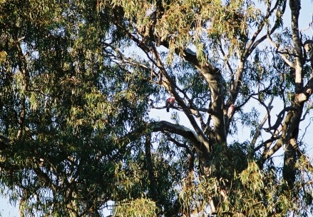 Kangaroo Island77