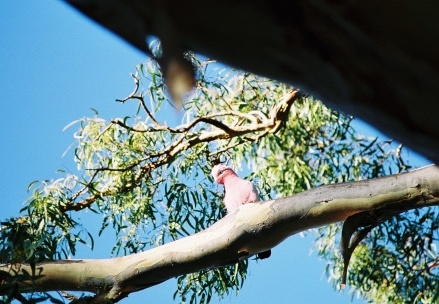 Kangaroo Island78