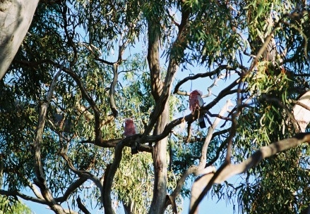 Kangaroo Island79