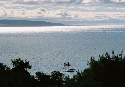 Kangaroo Island86