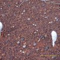 Olgas Kata Tjuta092