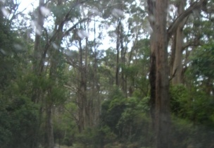 Shelly Beach002