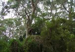 Shelly Beach004