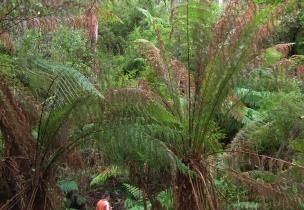 Shelly Beach010