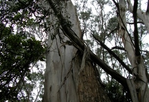 Shelly Beach015
