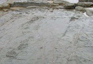 Shelly Beach030