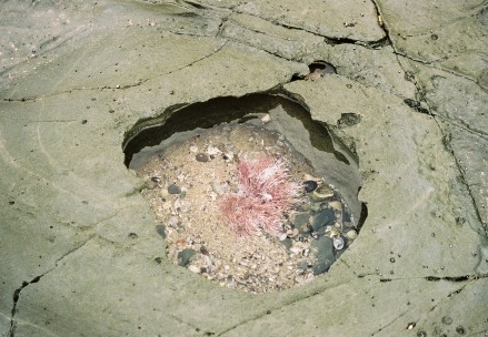 Shelly Beach031
