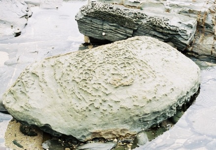 Shelly Beach034