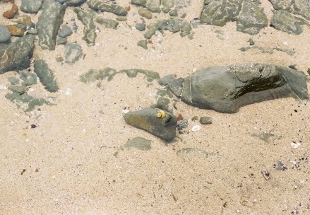 Shelly Beach049