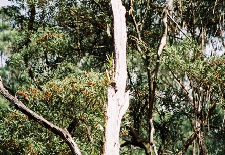 Shelly Beach062