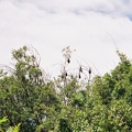 Sydney067