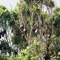 Sydney085