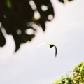 Sydney086