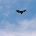 Sydney087