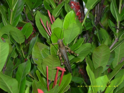 Kakadu NP029