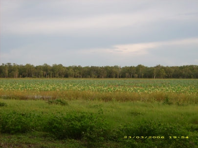 Kakadu NP031