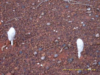 Olgas_Kata_Tjuta092.JPG