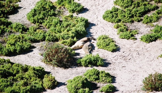 Seal_Bay13.JPG