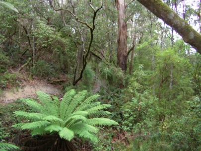 Shelly Beach012