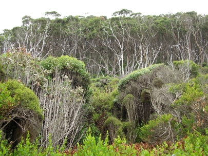 Shelly Beach023