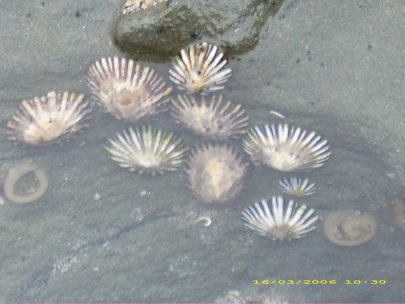 Shelly Beach032