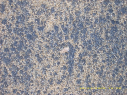 Shelly Beach033